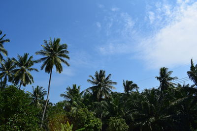 Low angle view of palm trees against blue sky