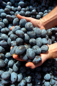 Two hands touching plums after harvesting, fresh and ripe fruits