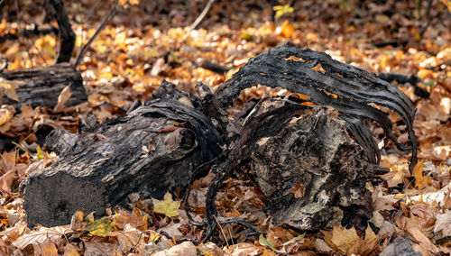 High angle view of fallen leaves on field