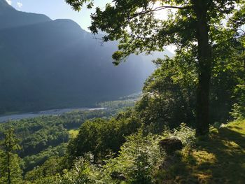 Wonderful view surrounded by trees mountains and river with sun and shadows in ticino switzerland