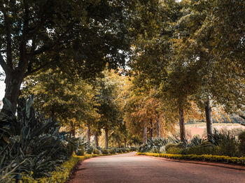 Road amidst trees in park during autumn