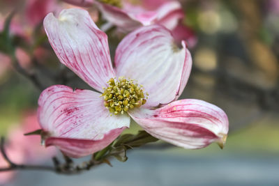 Close-up of pink flower