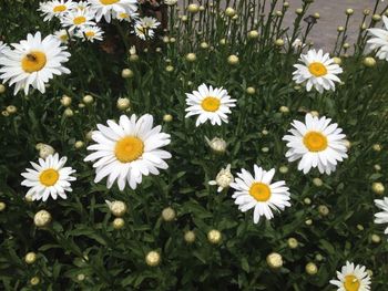 Daisies blooming outdoors