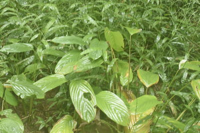 Close-up of fresh green plants in water