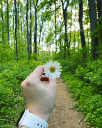 Close-up of hand holding white flowering plant in forest