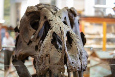 Close-up of animal skull in museum