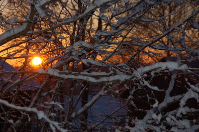 Close-up of snow covered tree in forest during winter