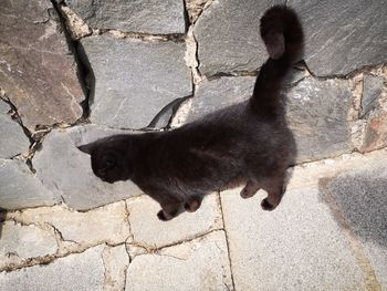 High angle view of black cat on footpath