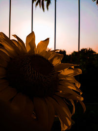 Close-up of sunflower against sky at sunset