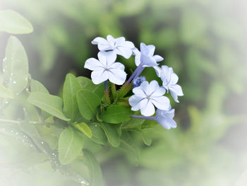 Close-up of white flowering plant