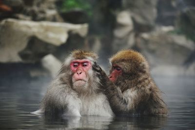 Monkey taking a bath