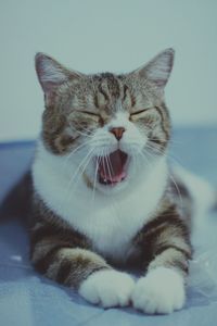 Close-up of cat yawning