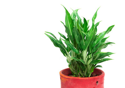 Close-up of potted plant against white background