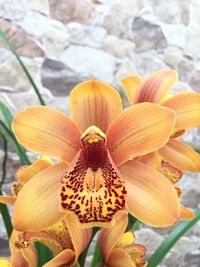 Close-up of flowers blooming outdoors