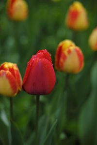 Close-up of red tulip