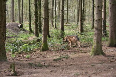 Horse in forest