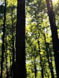 View of a tree trunk in forest