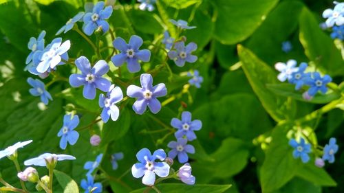 Close-up of purple flowering plants