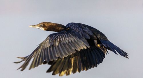 Close-up of bird flying over the background