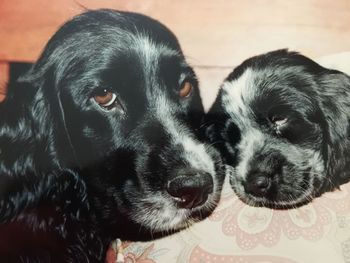 Close-up portrait of dog