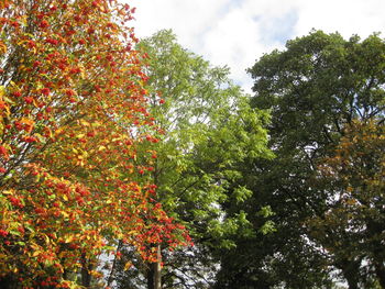 Low angle view of trees against sky