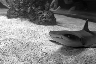 Close-up of fish swimming in aquarium