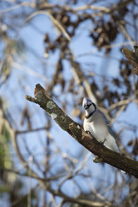 Low angle view of bird perching on branch