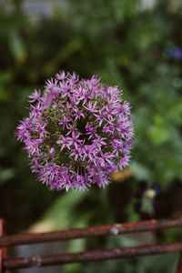 Close-up of purple flowering plant