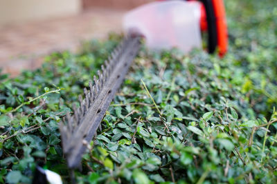 Close-up of wood on field