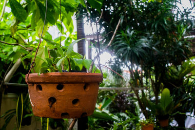 Close-up of plants