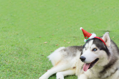 Dog lying down on land