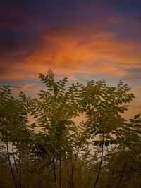 Low angle view of plants against sky during sunset