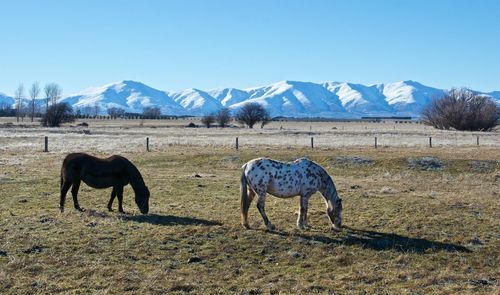 Horses on field against clear blue sky