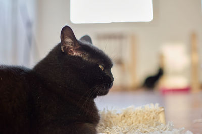 Close-up of a cat at home