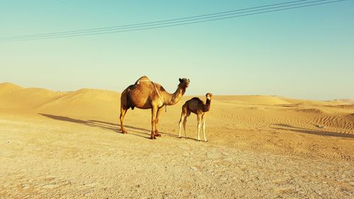 Horses standing in desert against clear sky