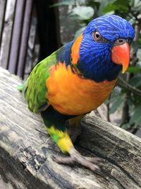 Close-up of parrot
