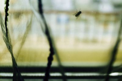 Close-up of spider