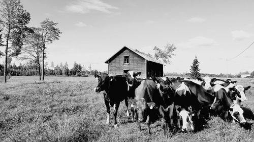 Cows on field against sky