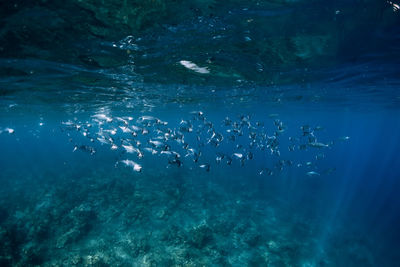 High angle view of swimming in sea