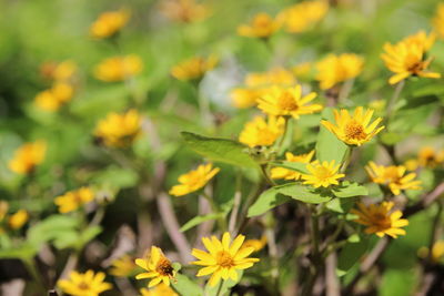 Close-up of yellow flowers blooming outdoors