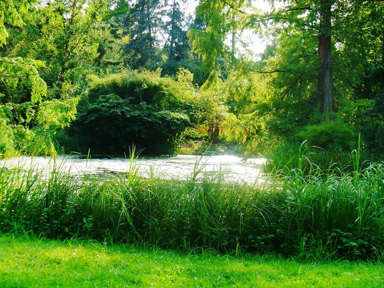 Idyllic lake with green bank