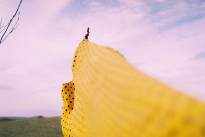 Low angle view of yellow horse against sky