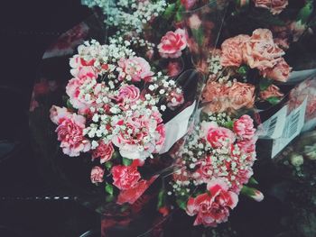 Close-up of pink flowers