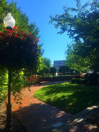 Trees in park