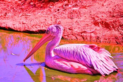 Close-up of a bird in water