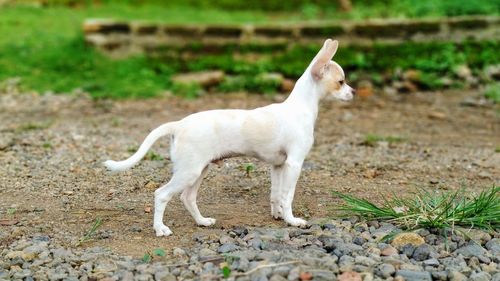 White dog standing on field