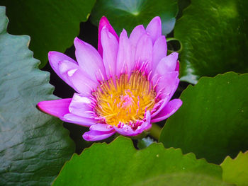 Close-up of water lily in pond