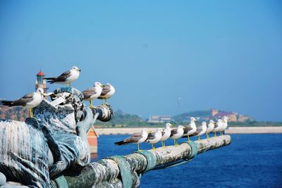 Birds on statue against clear blue sky