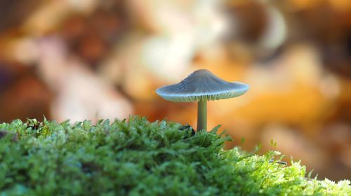 Close-up of mushroom growing outdoors