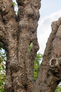 Low angle view of a tree